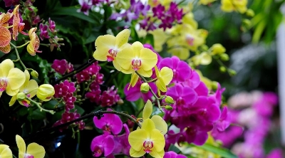 Picture of All Season Cymbidium Orchid Flower Seeds,: Mix - 10Pcs