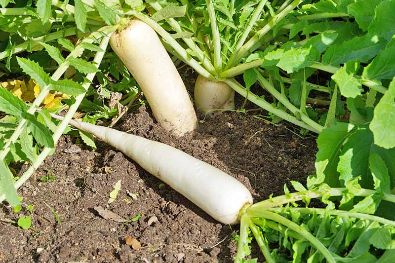 Picture of All Season Organic White Radish Seeds Good Quality- 30 Pieces