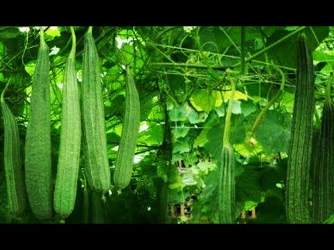 Picture of All Season 20 Pcs Global Jhinga / Shrimp Seeds