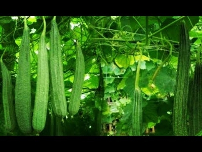 Picture of All Season 20 Pcs Global Jhinga / Shrimp Seeds