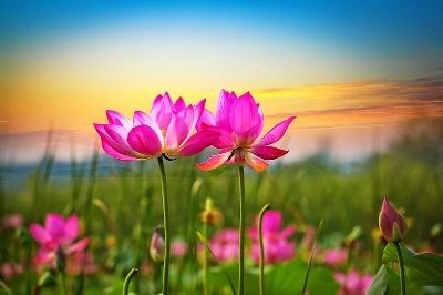 Picture of 7 Pcs Global Rainbow/Colourful Lotus SeedS