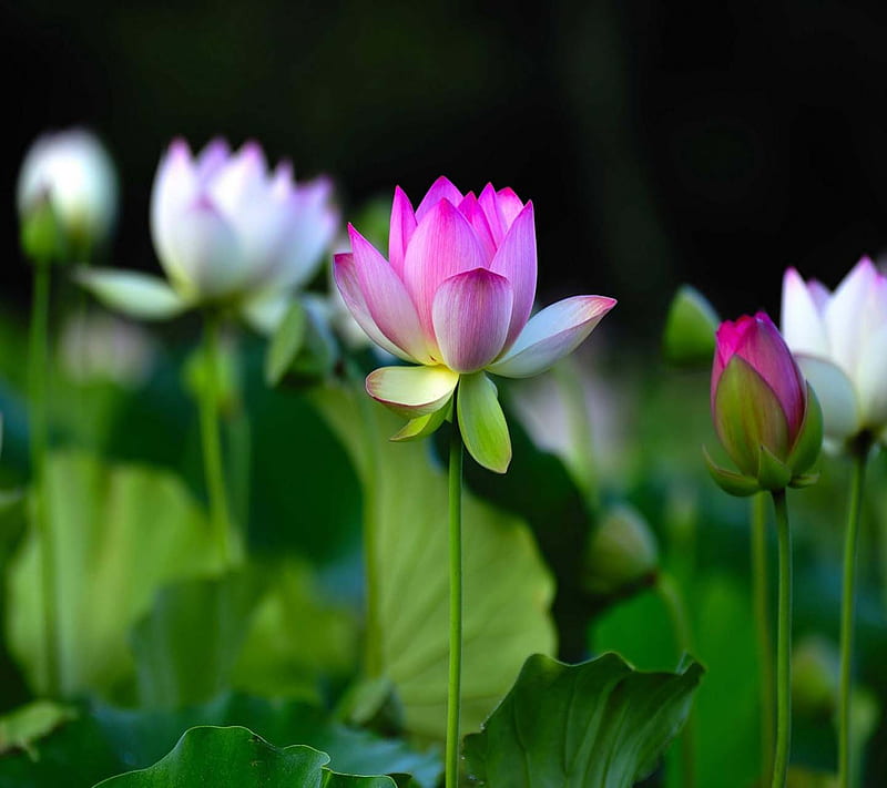 Picture of 7 Pcs Global Rainbow/Colourful Lotus SeedS