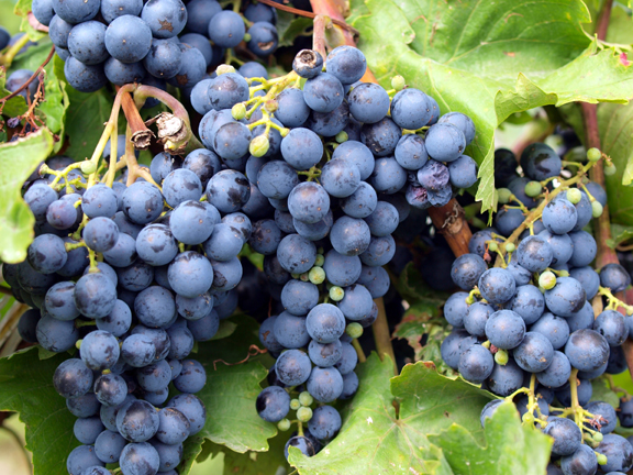 Picture of 20 Pcs Very Rare Round Grape Organic Heirloom Fruit Natural Grapes Seeds Pot/Terrace For Home Garden