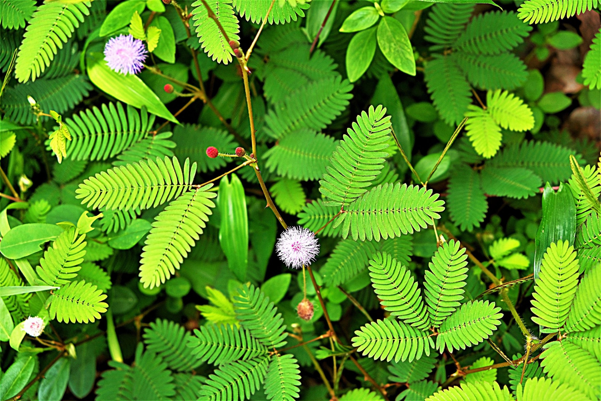 Picture of 15 Pcs All Season Lojjaboti Plant Seeds  - 15 Pcs SeedS