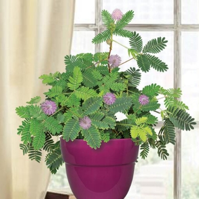 Picture of 15 Pcs All Season Lojjaboti Plant Seeds  - 15 Pcs SeedS