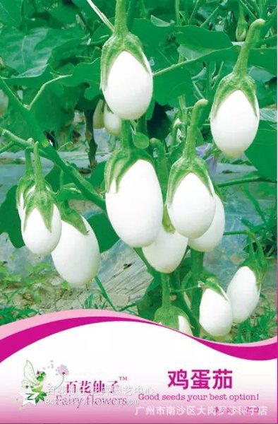 Picture of Global All Season White Eggplant Seeds (Intake Imported Packet seeds) - 30pcS
