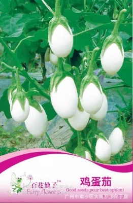 Picture of Global All Season White Eggplant Seeds (Intake Imported Packet seeds) - 30pcS