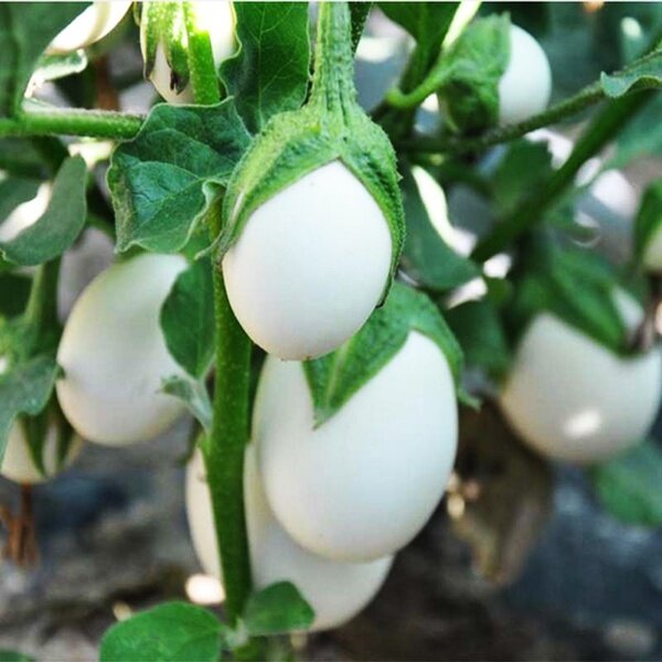 Picture of Global All Season White Eggplant Seeds (Intake Imported Packet seeds) - 30pcS