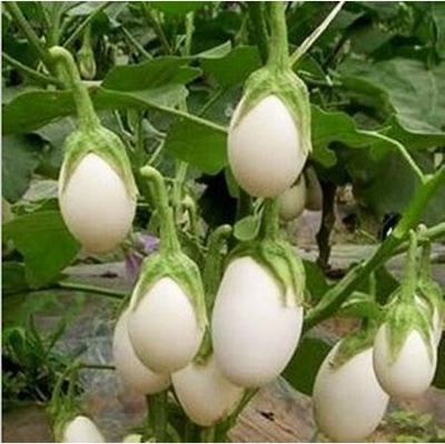 Picture of Global All Season White Eggplant Seeds (Intake Imported Packet seeds) - 30pcS