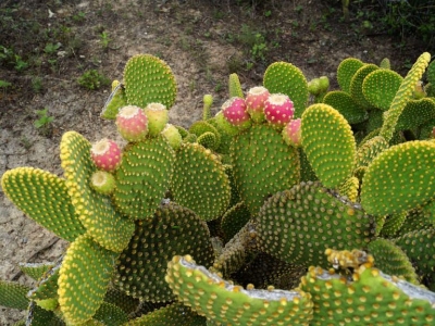 Picture of 25 Pcs Rare Opuntia Microdasys Cactus Seeds -25 Pcs Seeds