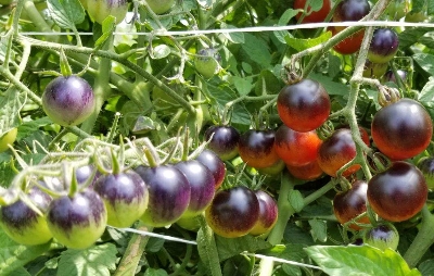 Picture of All Season Midnight Snack Hybrid Cherry Tomato Seeds - 20 Pcs SeedS