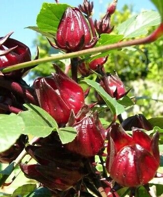 Picture of All Season 15 Pcs Natural Roselle Chinese Herb Plant Seeds