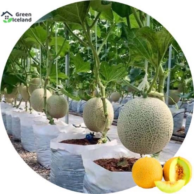 Picture of All Season Dwarf Mini Sweet Melon SeedS - 5 Pcs SeedS