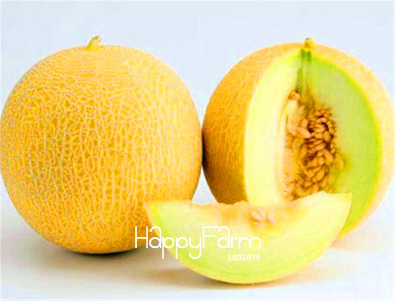 Picture of All Season Dwarf Mini Sweet Melon SeedS - 5 Pcs SeedS