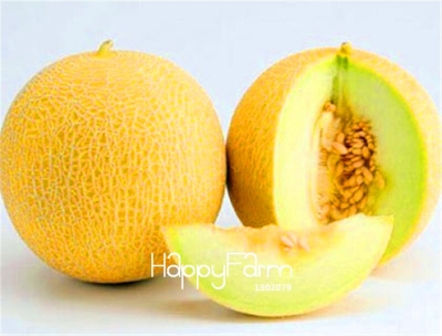 Picture of All Season Dwarf Mini Sweet Melon SeedS - 5 Pcs SeedS
