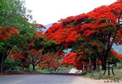 Picture of Krisnochura Tree SeedS -10 Pieces