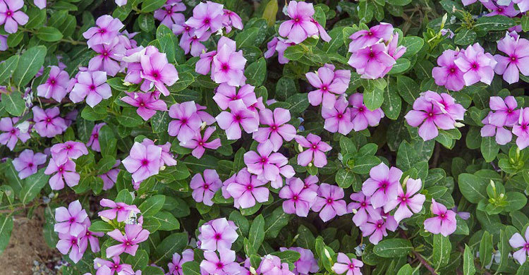 Picture of All Season Vinca Flowe - 15 Pcs SeedS