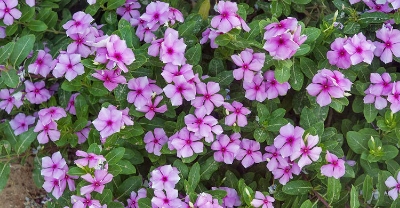 Picture of All Season Vinca Flowe - 15 Pcs SeedS
