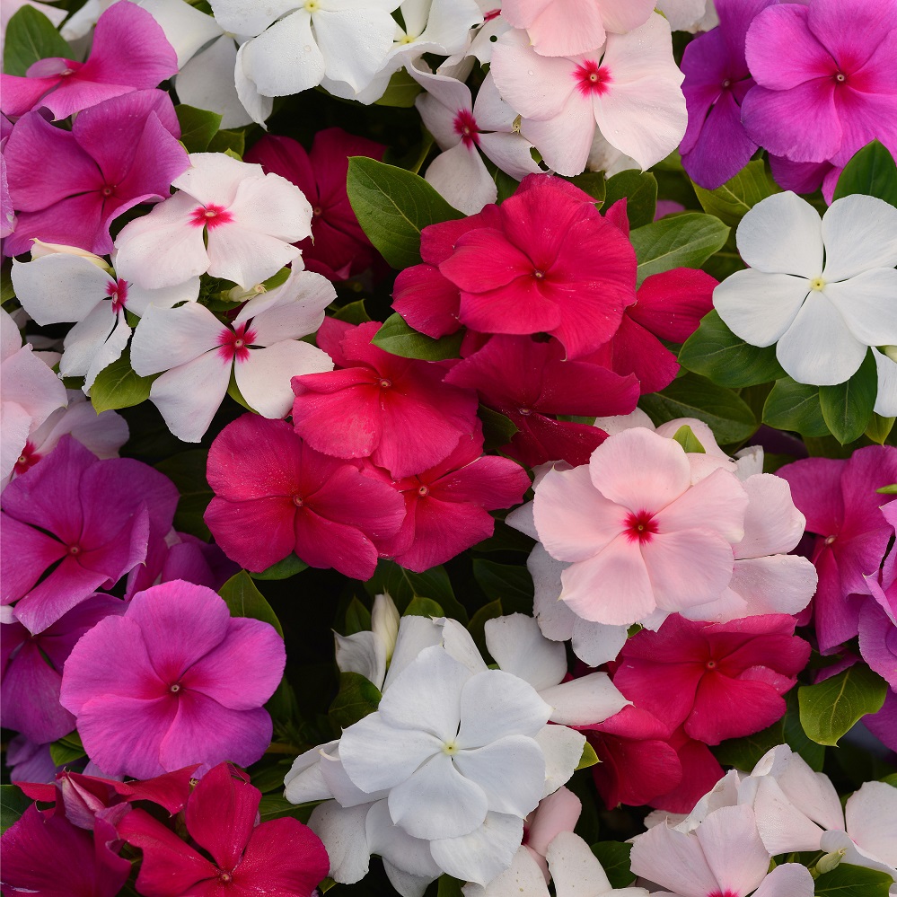 Picture of All Season Vinca Flowe - 15 Pcs SeedS
