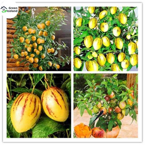 Picture of All Season Global Dwarf Mini Sweet Melon SeedS - 10 Pcs SeedS