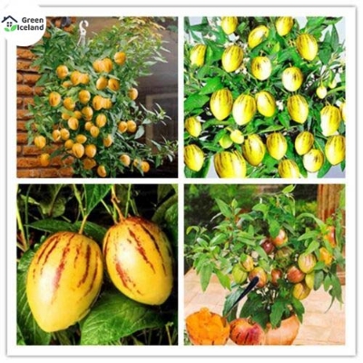 Picture of All Season Global Dwarf Mini Sweet Melon SeedS - 10 Pcs SeedS