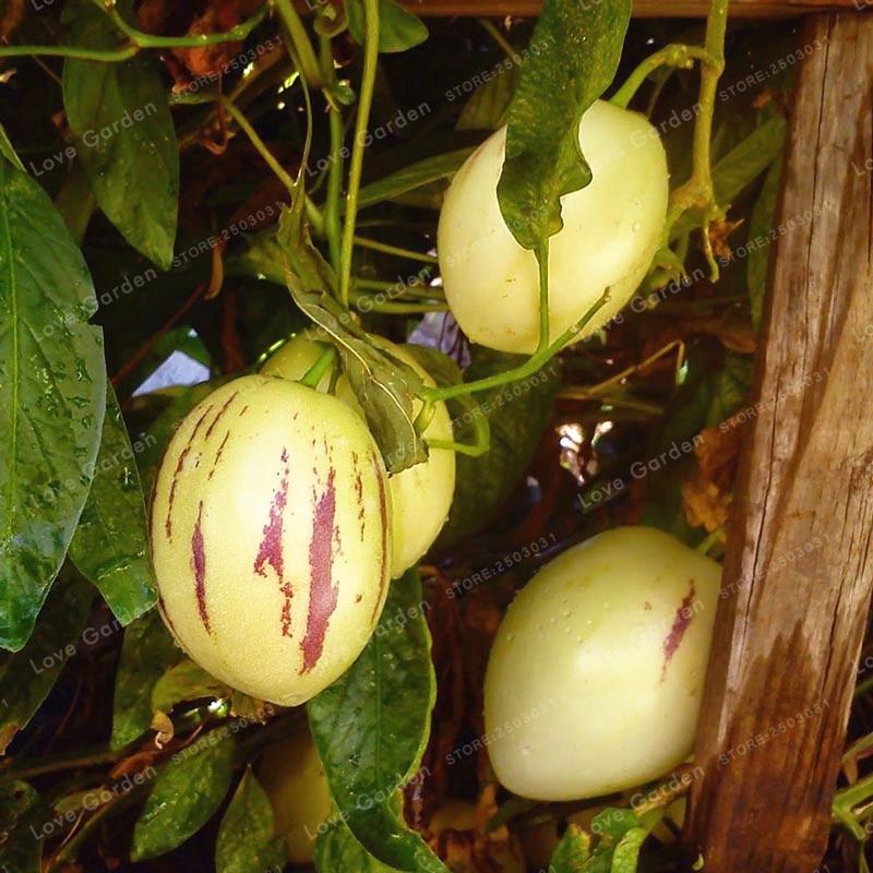 Picture of All Season Global Dwarf Mini Sweet Melon SeedS - 10 Pcs SeedS