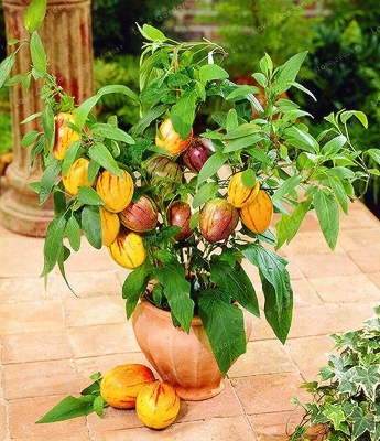 Picture of All Season Global Dwarf Mini Sweet Melon SeedS - 10 Pcs SeedS