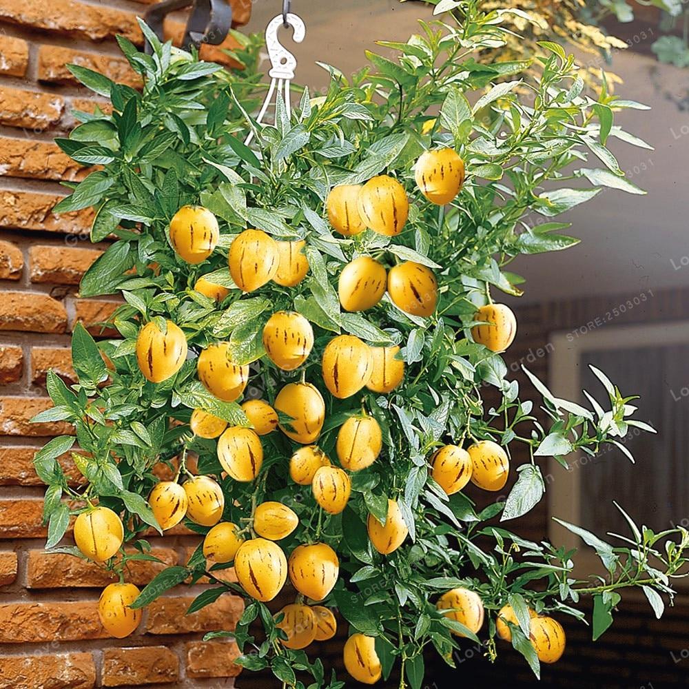 Picture of All Season Global Dwarf Mini Sweet Melon SeedS - 10 Pcs SeedS