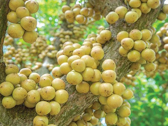 Picture of All Season Latkan Tree Seeds -05 Pcs