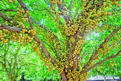 Picture of All Season Latkan Tree Seeds -05 Pcs