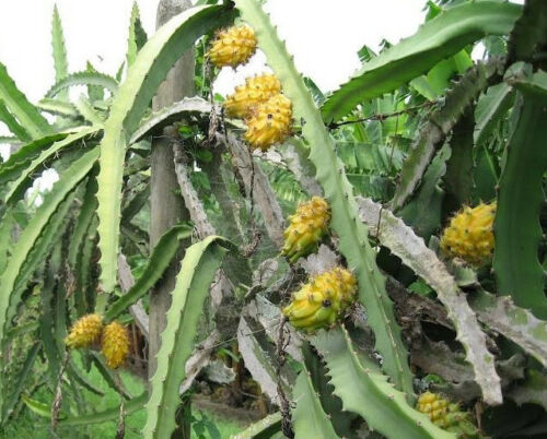 Picture of 15 Pcs All Season yellow Dragon Pitaya Fruit Seeds - 15 Pcs Seeds