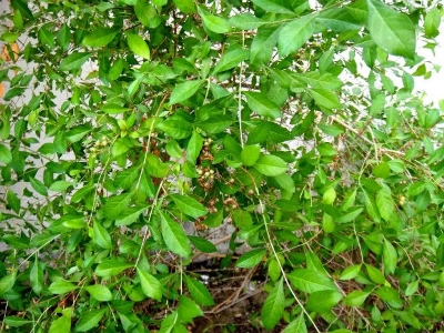 Picture of Mehendi Bonsai Tree Seeds -60 pcs seeds