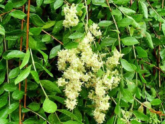Picture of Mehendi Bonsai Tree Seeds -60 pcs seeds