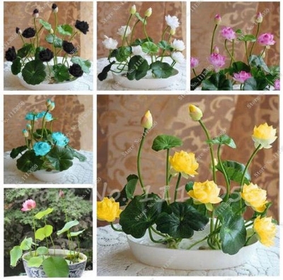 Picture of Sholdnut 5 pcs Seeds Dwarf Lotus Flower Mixed ColorS Mini Water Lily Flowers SeedS Aquatic Plant 