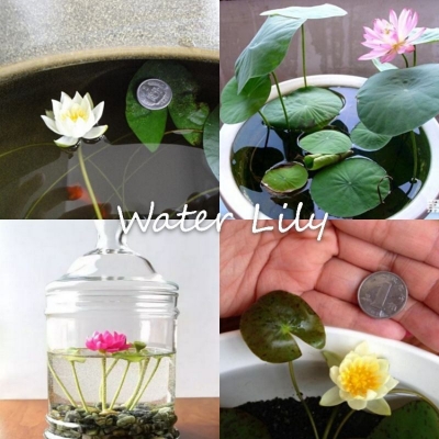 Picture of Sholdnut 5 pcs Seeds Dwarf Lotus Flower Mixed ColorS Mini Water Lily Flowers SeedS Aquatic Plant 
