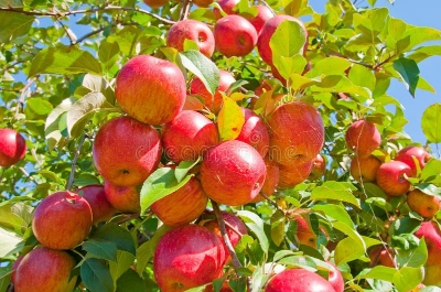 Picture of 15pcs Azalea Gardens Bonsai Suitable Apple Tree Fruit SeedS Plants seed Outdoor Living Yard Home Garden - 15 PcS