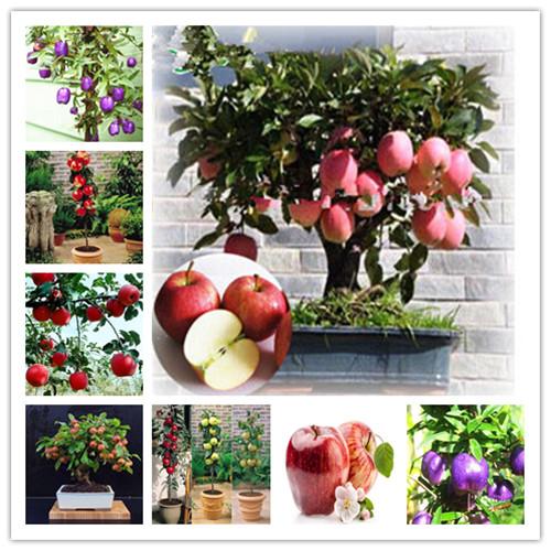 Picture of 15pcs Azalea Gardens Bonsai Suitable Apple Tree Fruit SeedS Plants seed Outdoor Living Yard Home Garden - 15 PcS