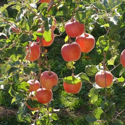 Picture of 15pcs Azalea Gardens Bonsai Suitable Apple Tree Fruit SeedS Plants seed Outdoor Living Yard Home Garden - 15 PcS