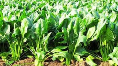 Picture of Palong Spinach Seeds - 100+ Pieces
