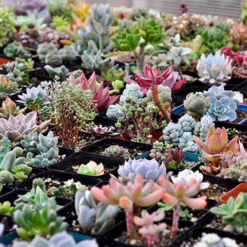 Picture of Rare Mix Lithops flores Living Stones Succulent Cactus Organic Garden Bulk flower bonsai plant & seeds for balcony- 15pcS