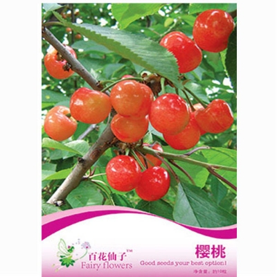 Picture of Australian Cherry Bonsai Tree Seeds -5 Pcs seeds