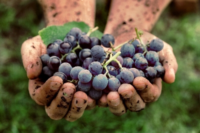 Picture of Hybrid Black Grape SeedS -20 Pcs Global SeedS