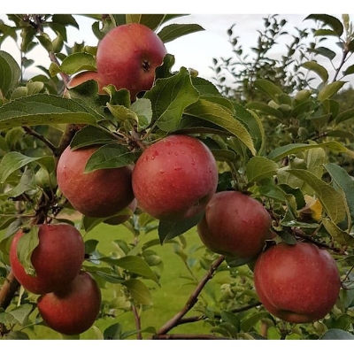 Picture of All Season Apple Seeds  - 15 Pcs SeedS**