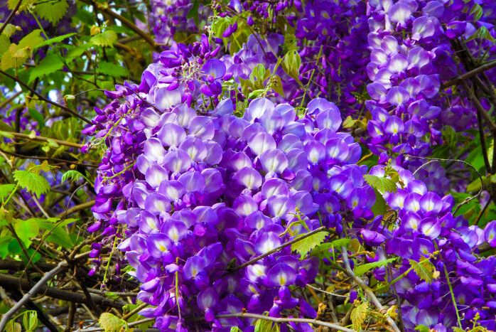 Picture of Rare Colourful Mini Bonsai Wisteria Tree Seeds - 20 Pcs SeedS**