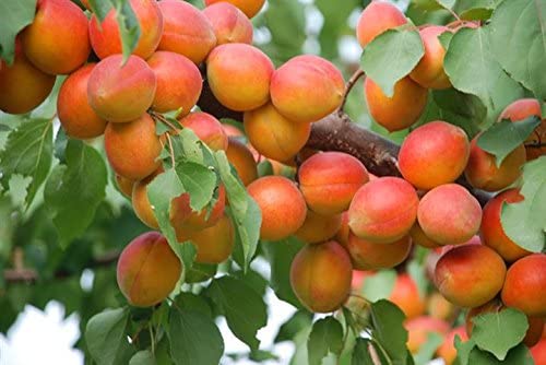 Picture of 3 Pcs All Season Apricot Tree SeedS