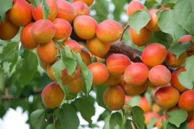 Picture of 3 Pcs All Season Apricot Tree SeedS