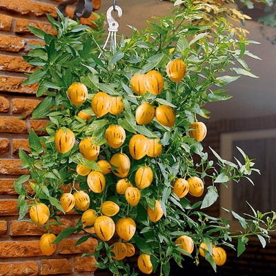 Picture of Global Dwarf Mini Sweet Melon Seeds - 10 Pcs SeedS**