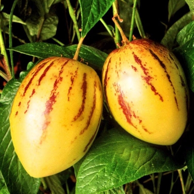 Picture of Global Dwarf Mini Sweet Melon Seeds - 10 Pcs SeedS**