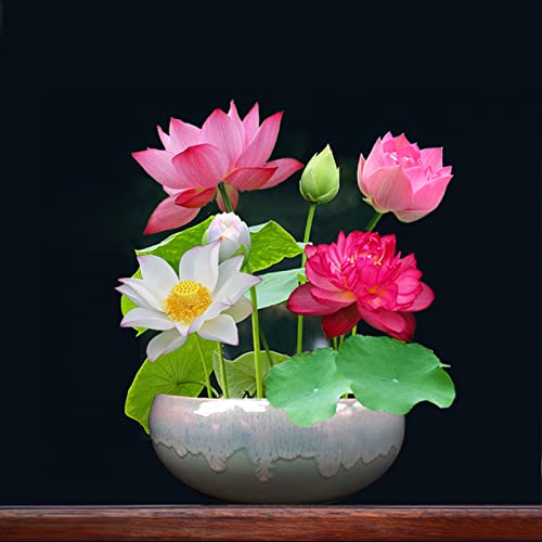 Picture of 5Pcs Seeds Aquatic Flower Pot Lotus Bowl Lotus Seeds Botanical GardeN***