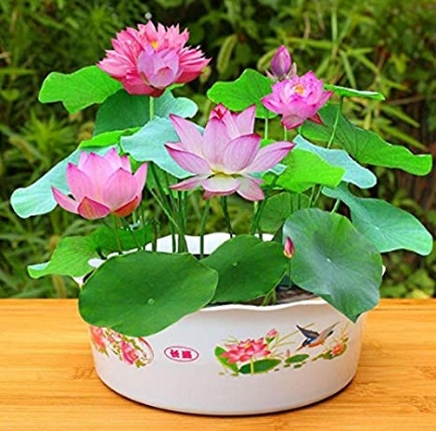 Picture of All Season Rainbow Lotus SeedS  - 5 Pcs SeedS**